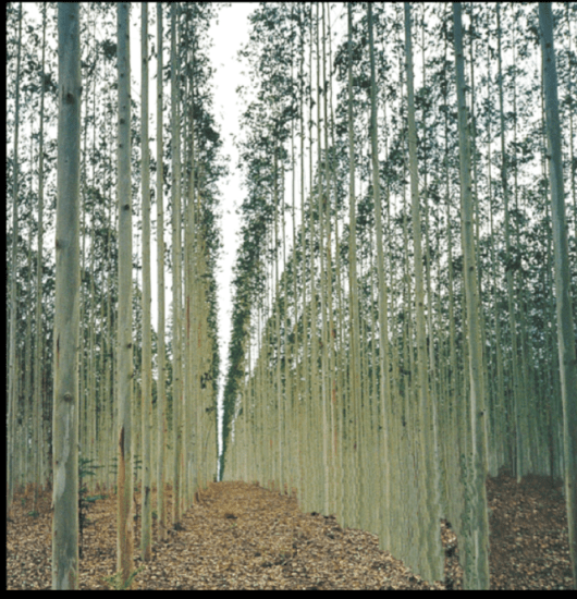 Tree Plantation. Photo: WRM
