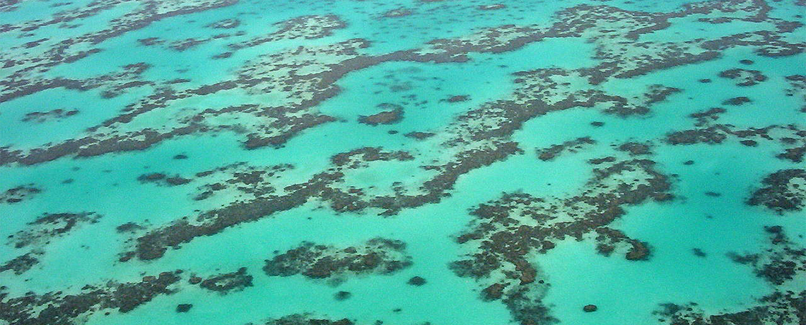 Great Barrier Reef Faces ‘Terminal’ Stage After Bleaching Events
