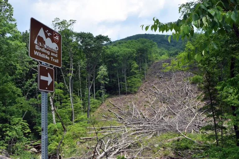 A thick green forest on the left, a clearcut of dead trees to the right. A brown sign in the foreground points toward the clearcut and reads Virginia birding and wildlife trail
