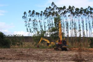Two excavators sit in a clearcut section of a eucalyptus plantation, where only a thin strip of trees remains standing