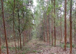 Two uniform rows of trees in a Eucalyptus Plantation