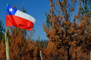 Chilean flag flies in a burned industrial pine plantation