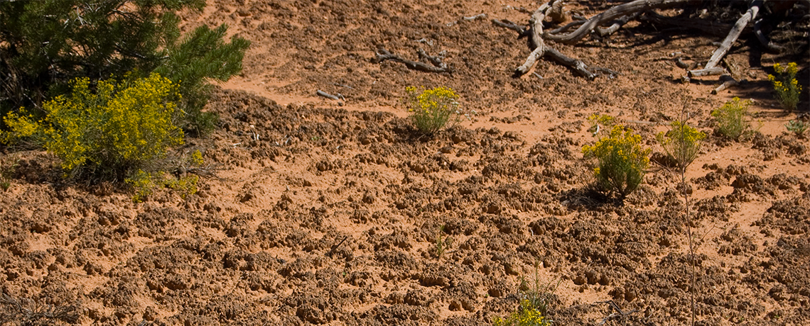 Study: Global Warming May Lead to Soils Releasing Carbon