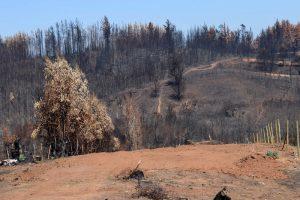 An open clearing of light brown dirt with several charred trees in the foreground and the charred remains of thousands of trees in the background