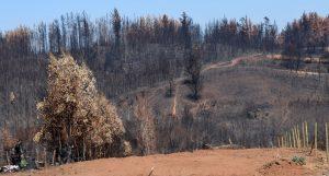 An open clearing of light brown dirt with several charred trees in the foreground and the charred remains of thousands of trees in the background