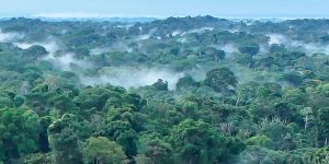 An overview of a forest in Ecuador
