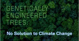 New Statement: Genetically Engineered Trees: No Solution to Climate Change