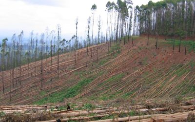 Int’l Day of Action Against Tree Plantations: Statement from African Groups