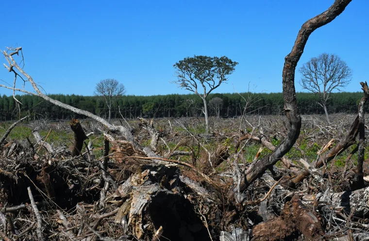 Profit Trumps People and Planet in Brazil’s Eucalyptus Industry