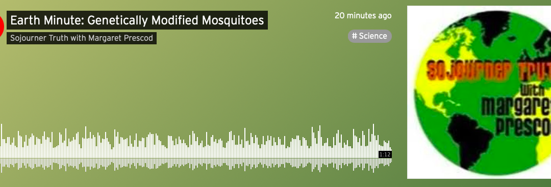 Earth Minute: Genetically Modified Mosquitoes