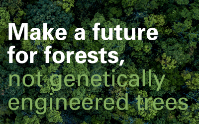 Urgent Alert: Tell FSC–NO GMO Trees in our Forests!